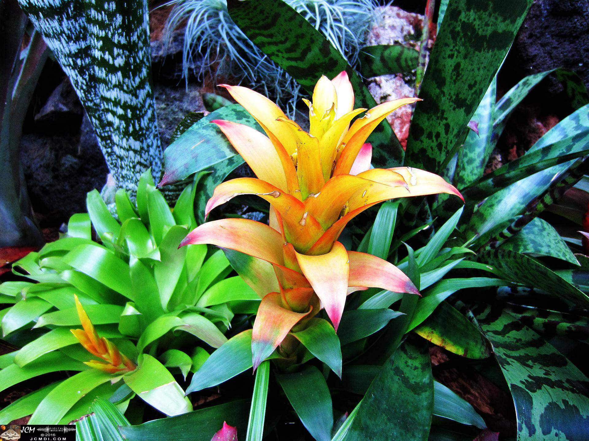 Como Zoo conservatory, MN flower close up